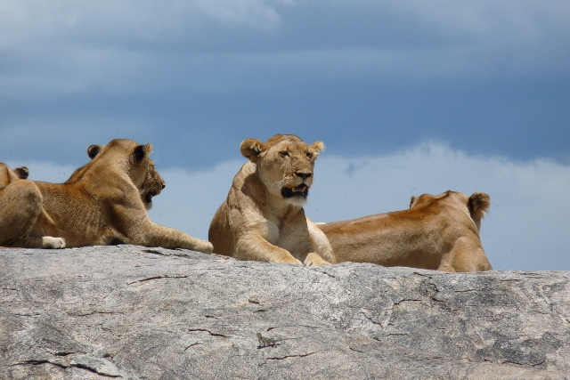 Camping Safari 3 Days Serengeti Ngorongoro