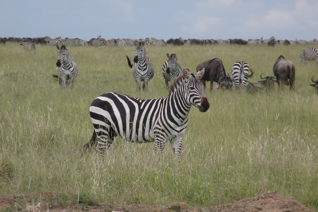 5 Day Lodge Safari Ngorongoro Serengeti Manyara Tarangire