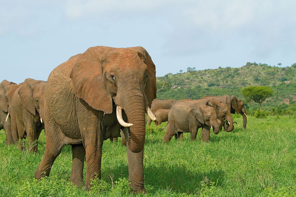 4 Day Lodge Safari Tarangire Ngorongoro