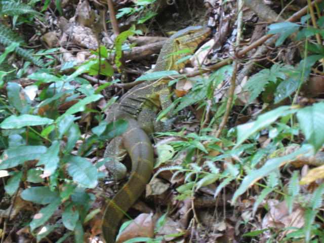 Gombe Stream National Park