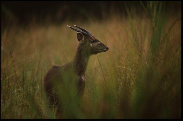 Rubondo Island National Park