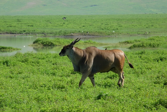 The Selous Game Reserve