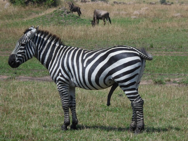 5 Days Safari to Selous and Mikumi