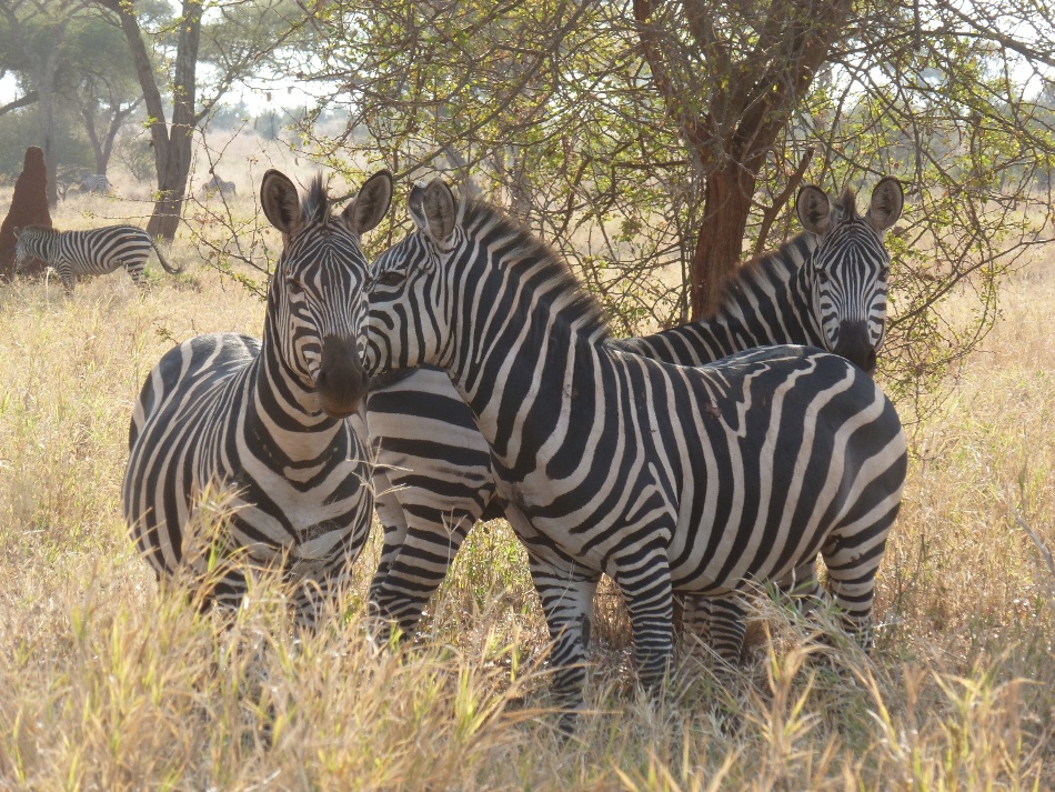 4 Day Lodge Safari to Tarangire,Manyara and Ngorongoro