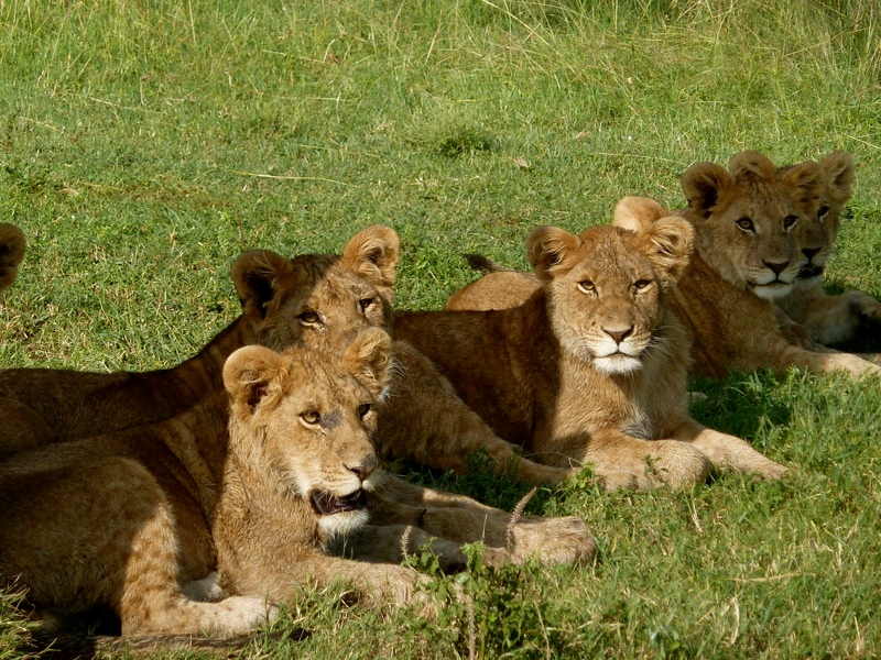 7 Days Tanzania Lodge Safaris