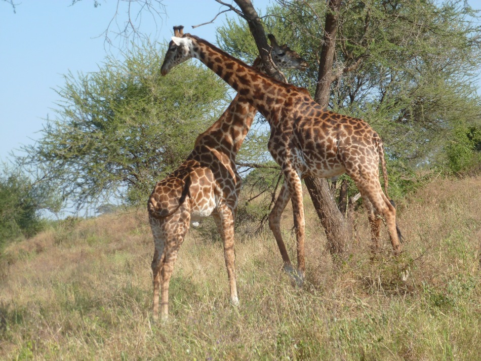 Tanzania 5 Days Camping Safari Ngorongoro Serengeti