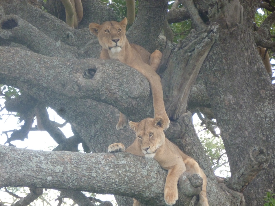 Tanzania Safari 5 Day’s Lodge Ngorongoro Serengeti