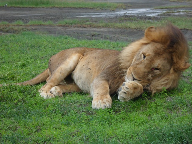 Serengeti Migrations 4 Days Camping Safari Tarangire, Ngorongoro