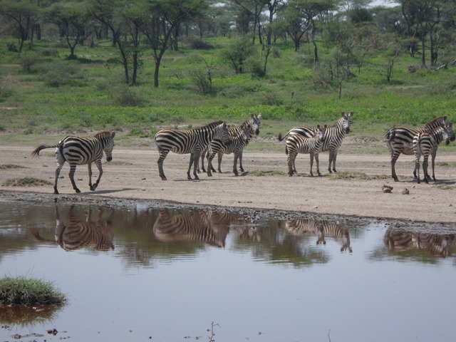 Tanzania 4 Days Camping Safari Serengeti, Ngorongoro