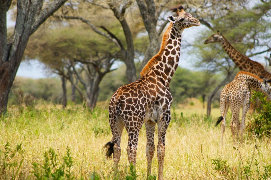 2 Nights 3 Days Safari Tarangire,Ngorongoro