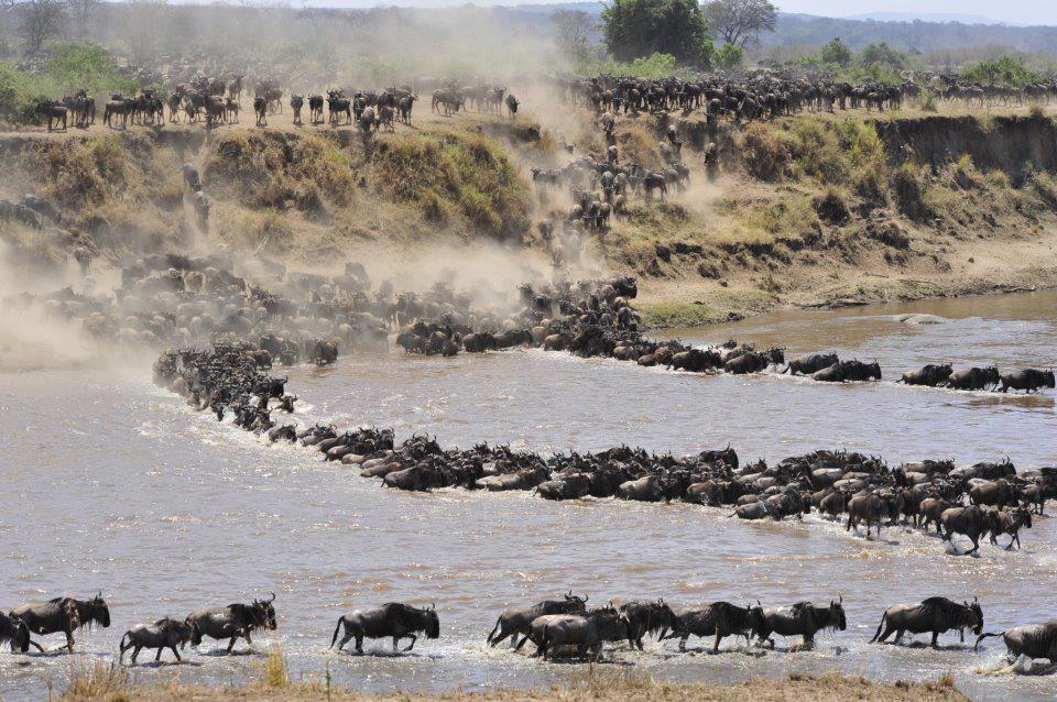 Serengeti Migration 7 Day’s Lodge Safari