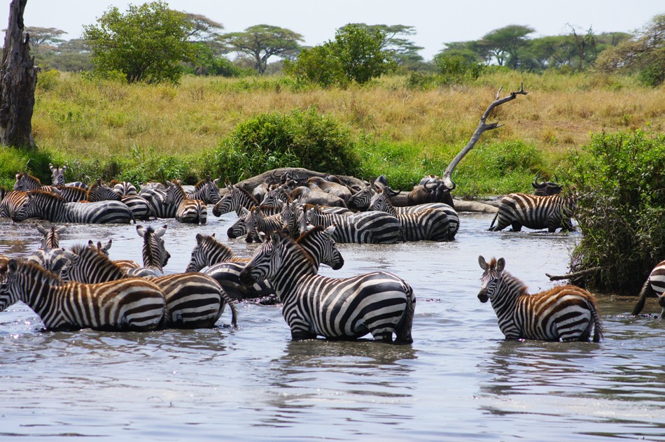 Mwanza-Serengeti Safari 3 days