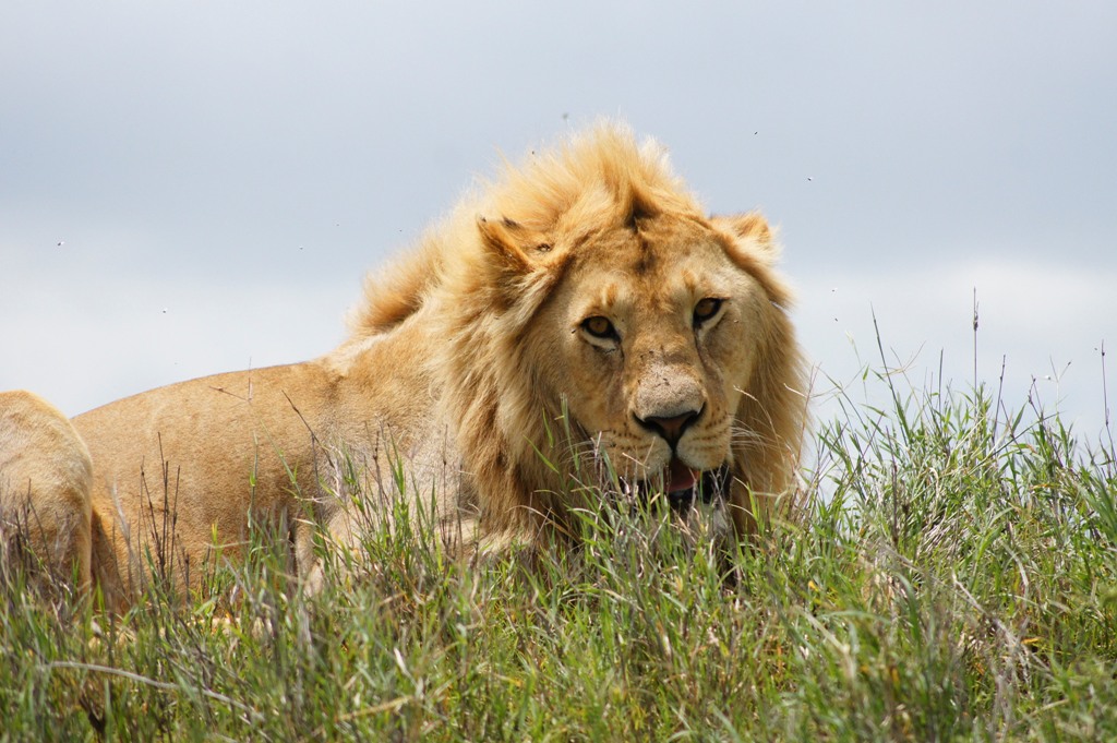 11 Days Safari Serengeti Ngorongoro
