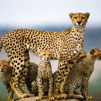 5 Days Camping Safari Serengeti Ngorongoro