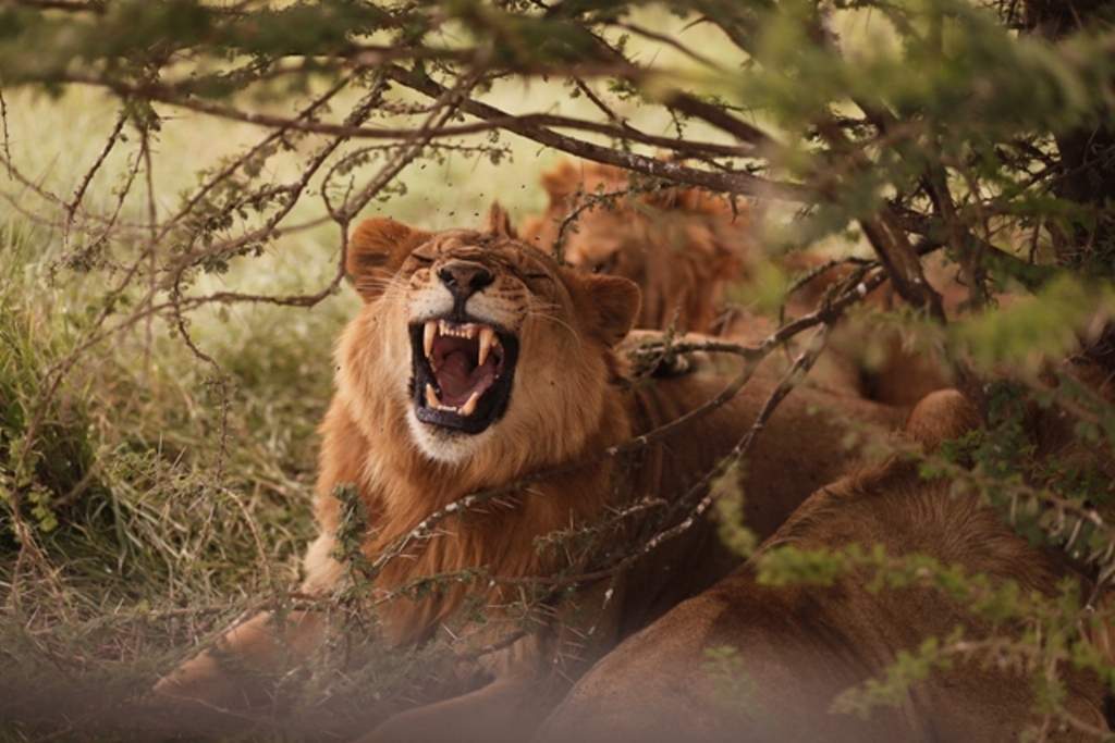 4 Days Tour Serengeti Ngorongoro