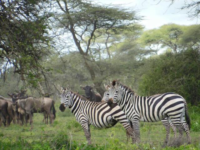 6 Days Lodge Safari