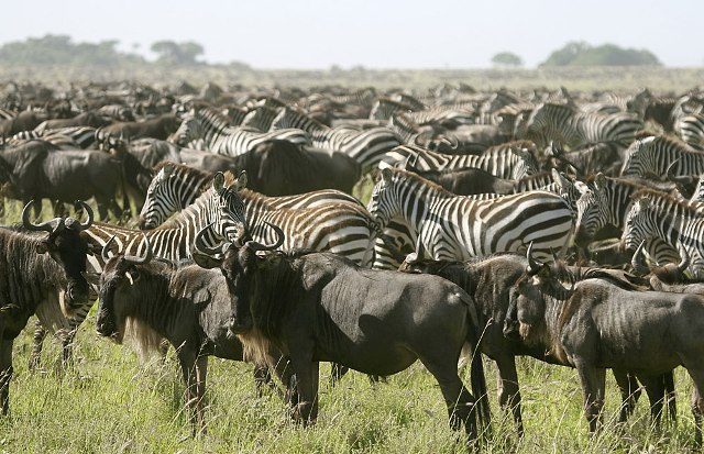 5 Days Ndutu Safari