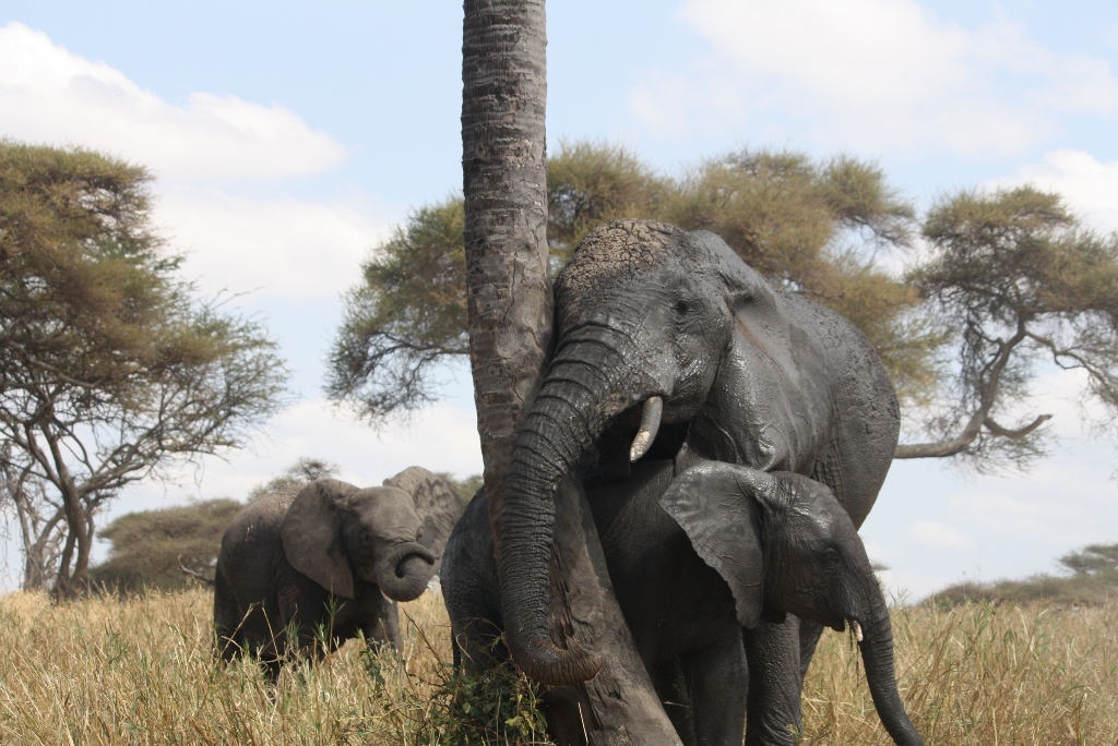 3 Days Lodge Safari Tarangire Ngorongoro