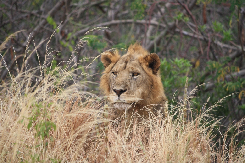 4 Days Lodge Safari Ngorongoro Serengeti Tarangire