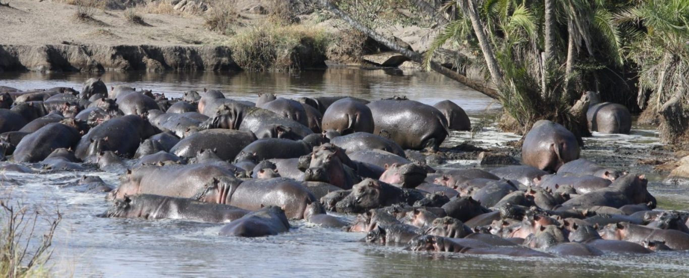 Tanzania Budget Holiday Safari