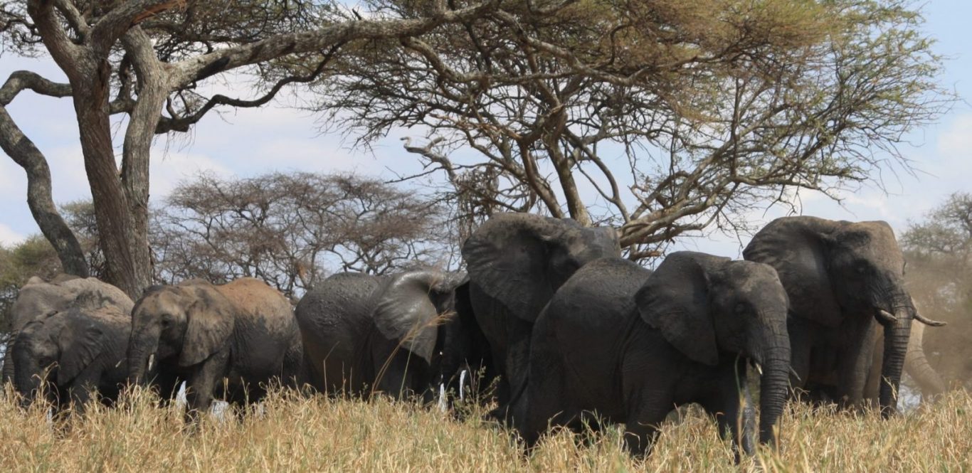 3 Days Lodge Safari Serengeti Ngorongoro