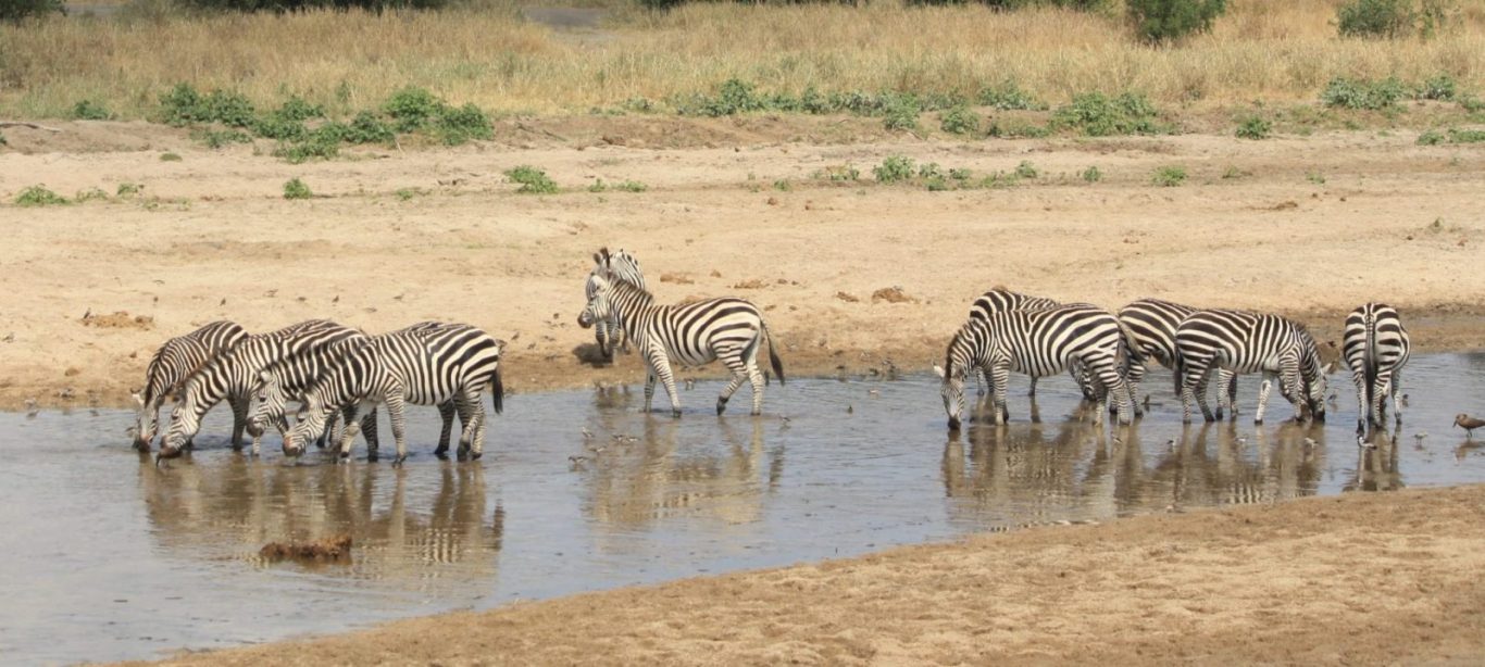 5 Days Serengeti Great Migration