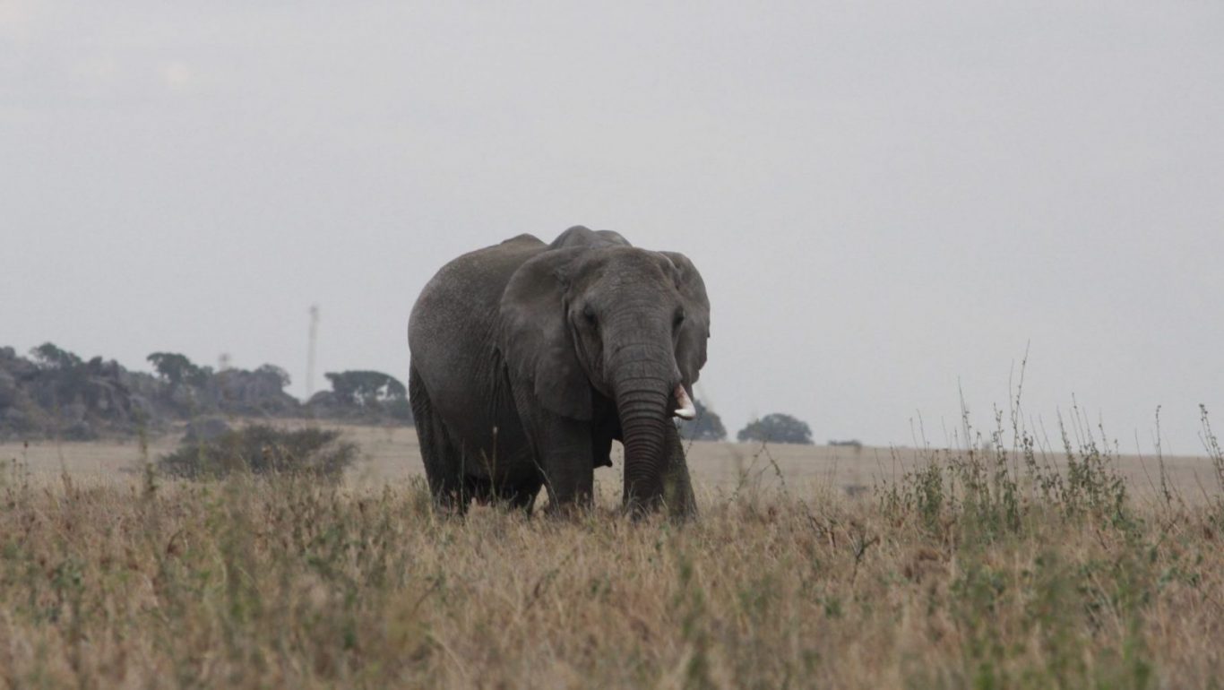Big Five Safari Tarangire Serengeti Ngorongoro