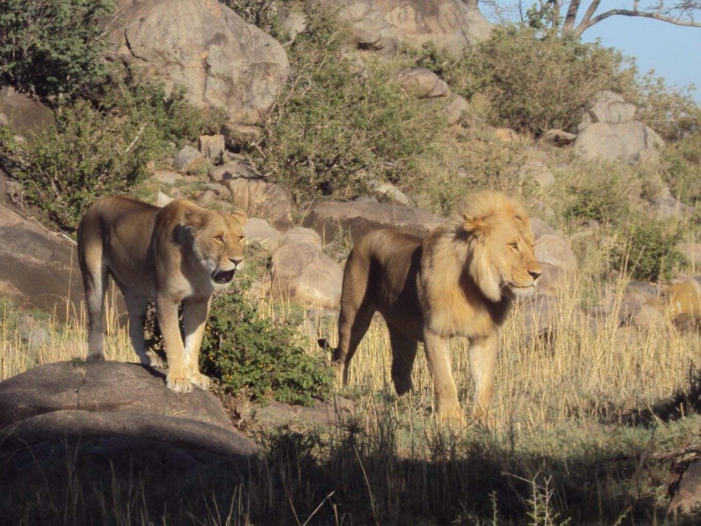 7 DAYS AFRICAN HOLIDAY BUDGET LODGE SAFARI