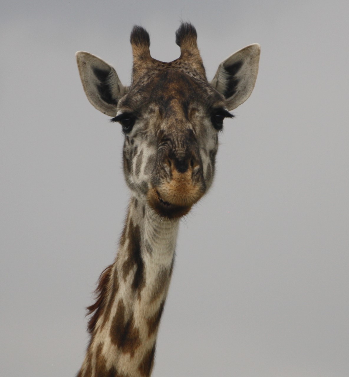 BUDGET CAMPING SAFARI NGORONGORO SERENGETI 5 Days