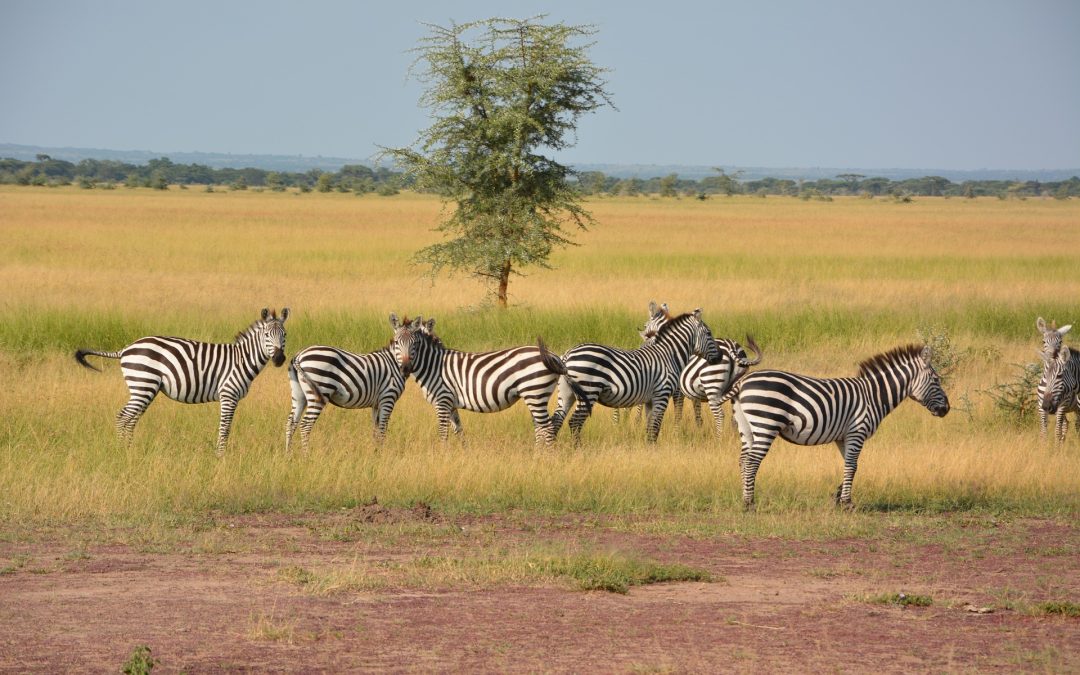 Camping Safari Ngorongoro Tarangire