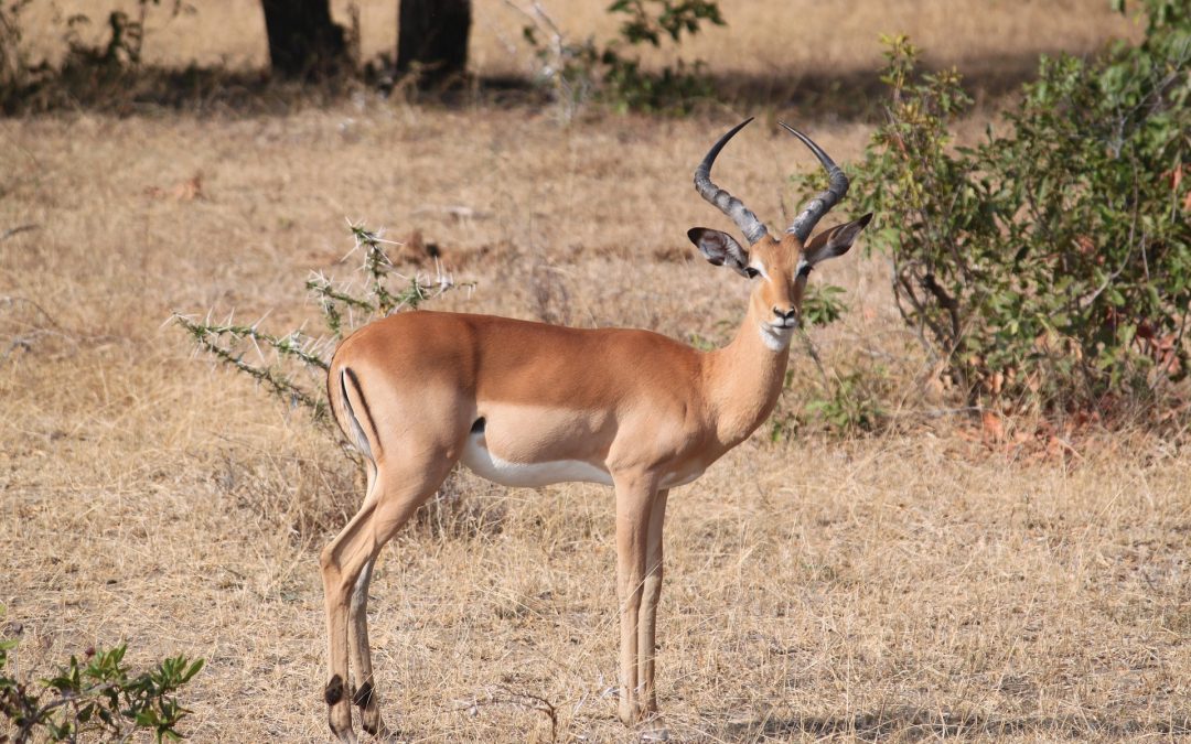 4 Days Camping Safari Serengeti Ngorongoro Tarangire