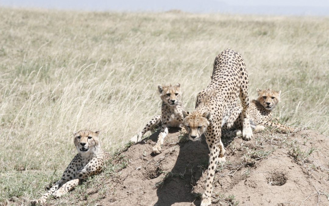 4 Days Lodge Safari Serengeti Ngorongoro