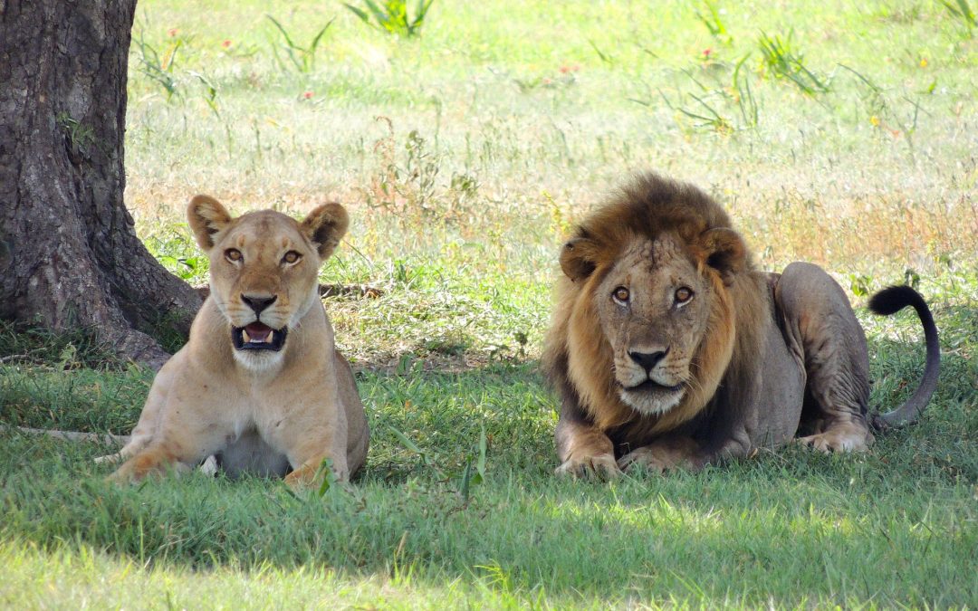 5 Days Luxury Lodge Safari