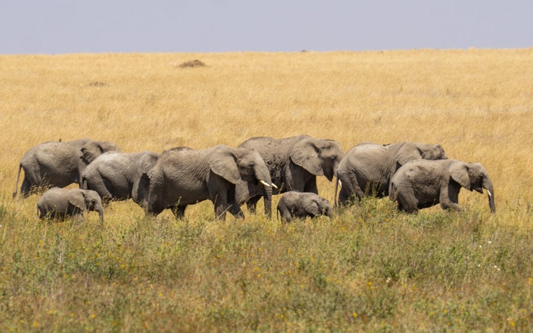 6 Days Safari Arusha Mwanza