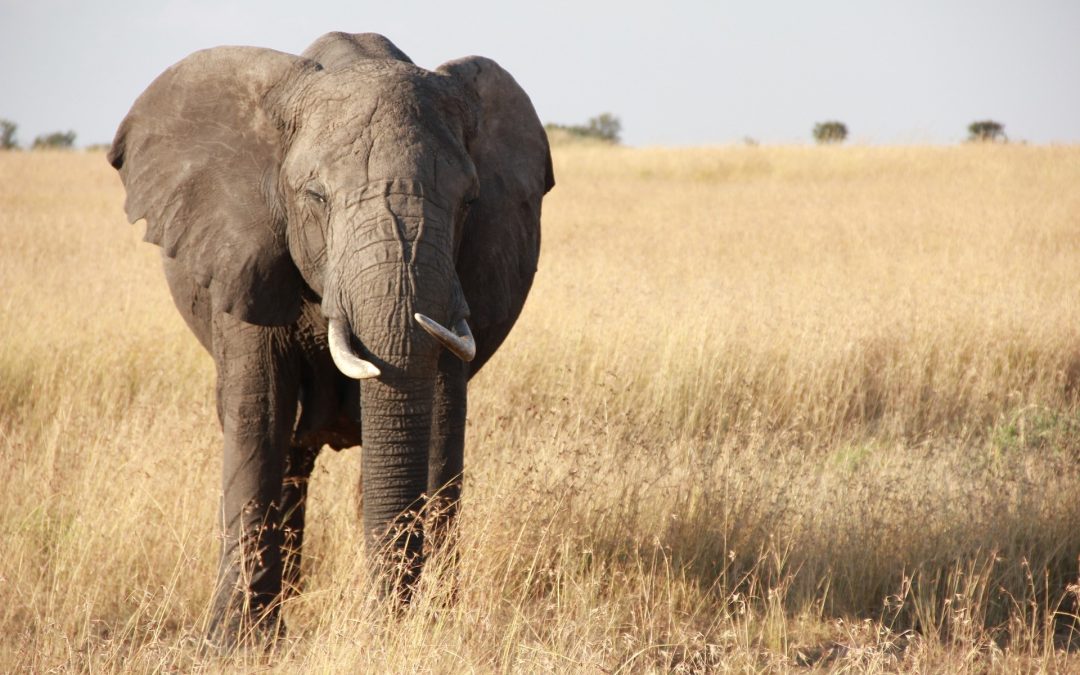 Tanzania Family Safari