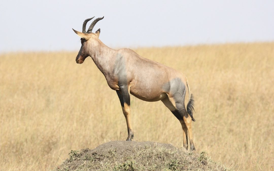 5 Day Safari Serengeti Ngorongoro Tarangire