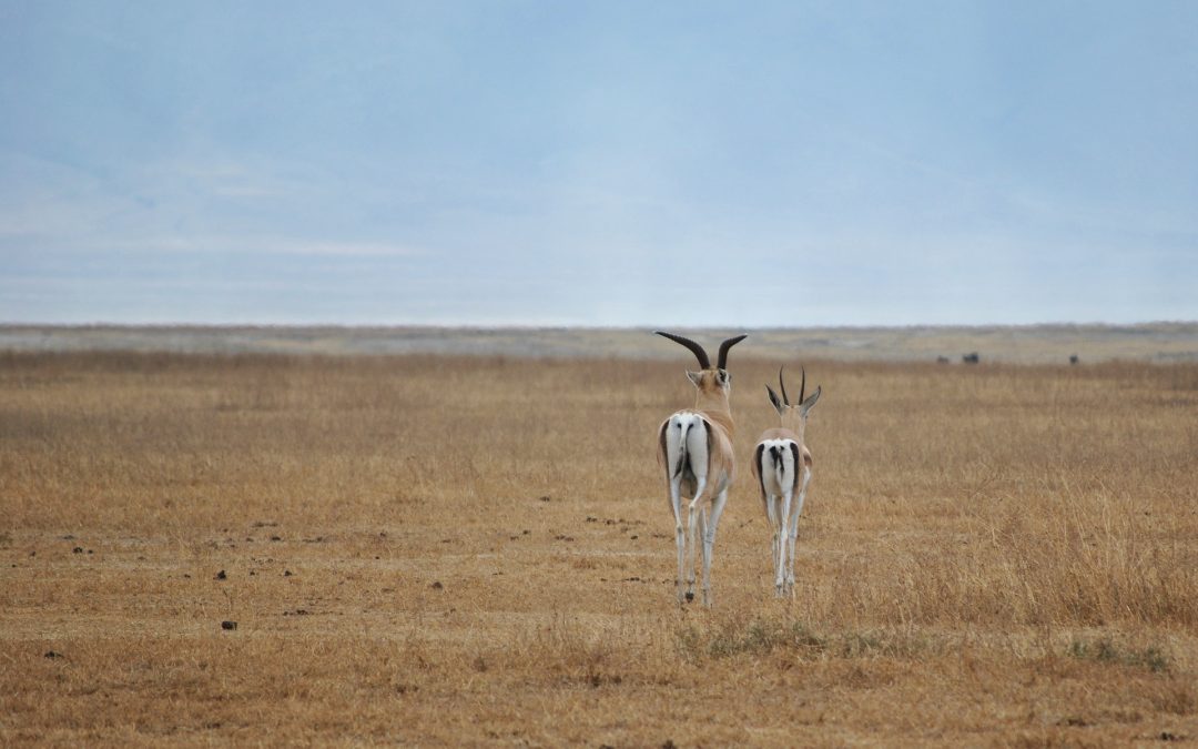 7 Days Camping Safari Serengeti Ngorongoro