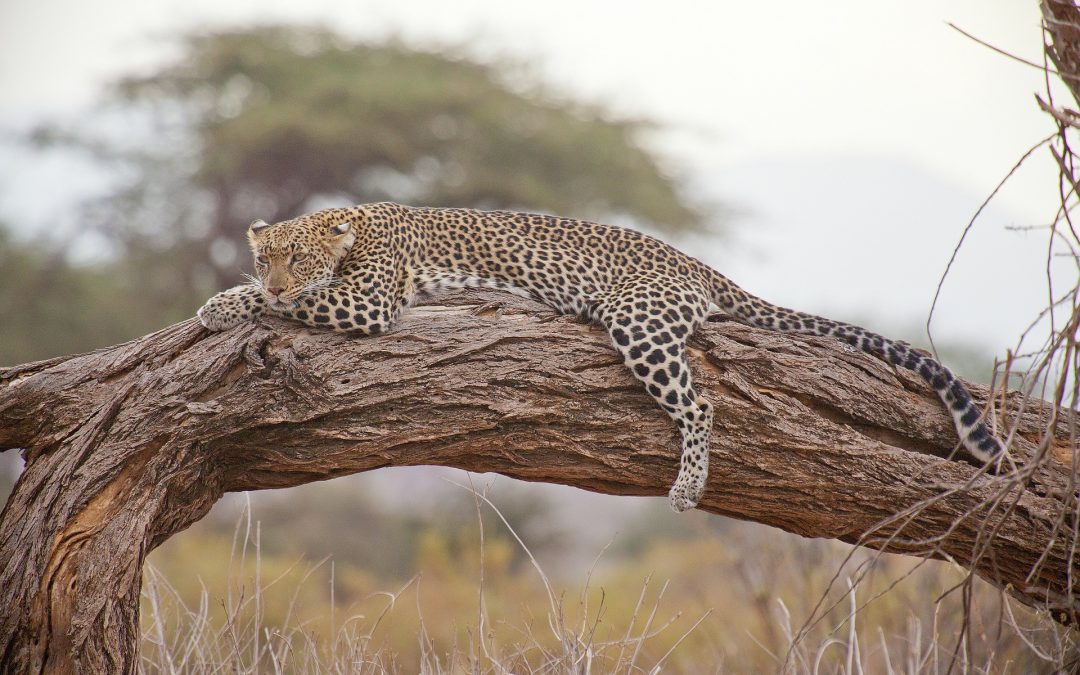 5 Day Serengeti Ngorongoro and Tarangire Safari
