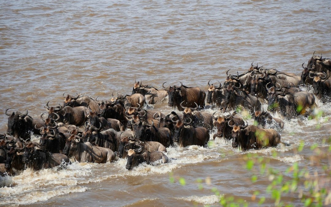 8 Day Serengeti Migration Safari