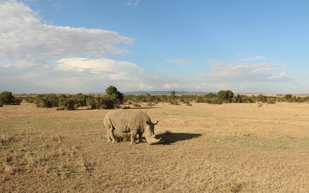 6 Days Camping Safari Ngorongoro Tarangire Manyara Serengeti