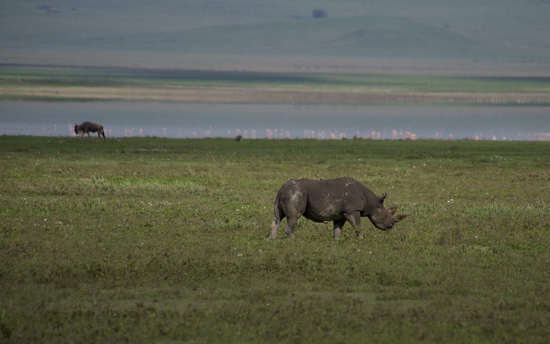 7 Days Mid Range Safari Serengeti Ngorongoro