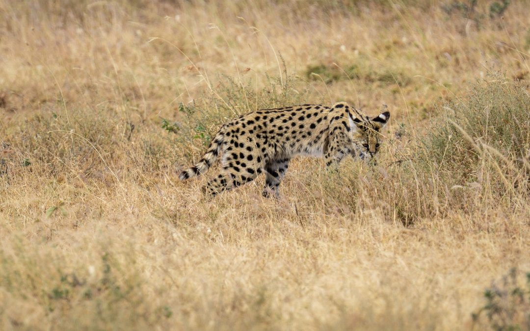 5 Day Safari to Manyara Ngorongoro Serengeti