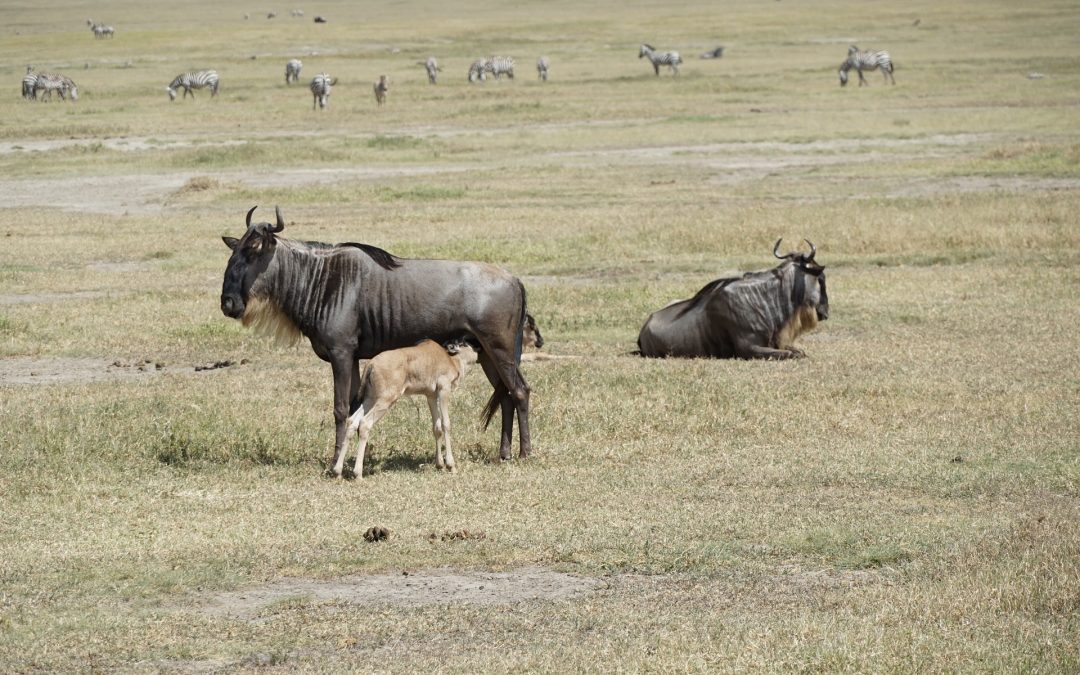 6 Day Safari To Tarangire Serengeti Ngorongoro and Manyara
