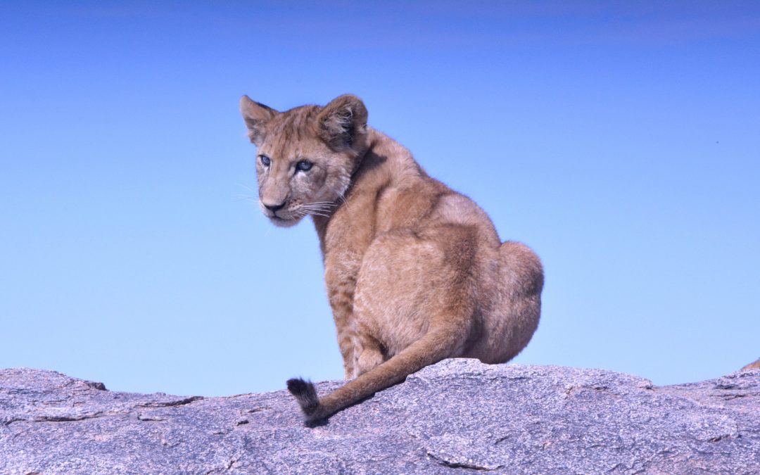 Tanzania Travel Tips
