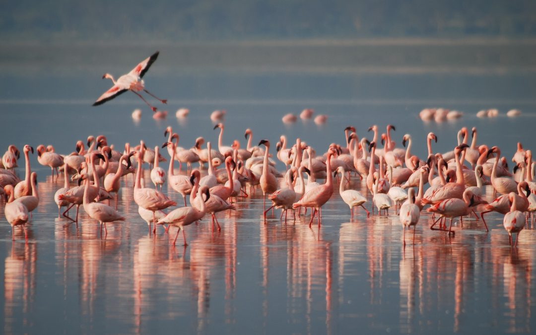 6 Days Budget Camping Safari