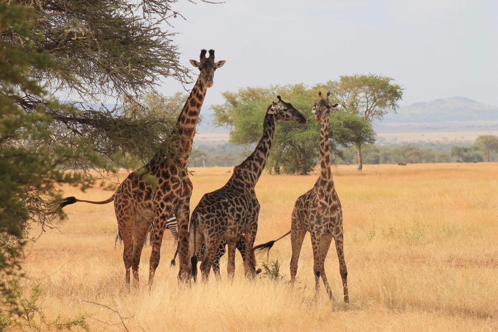 giraffes