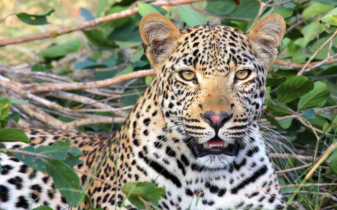 Tanzania Adventure Safaris