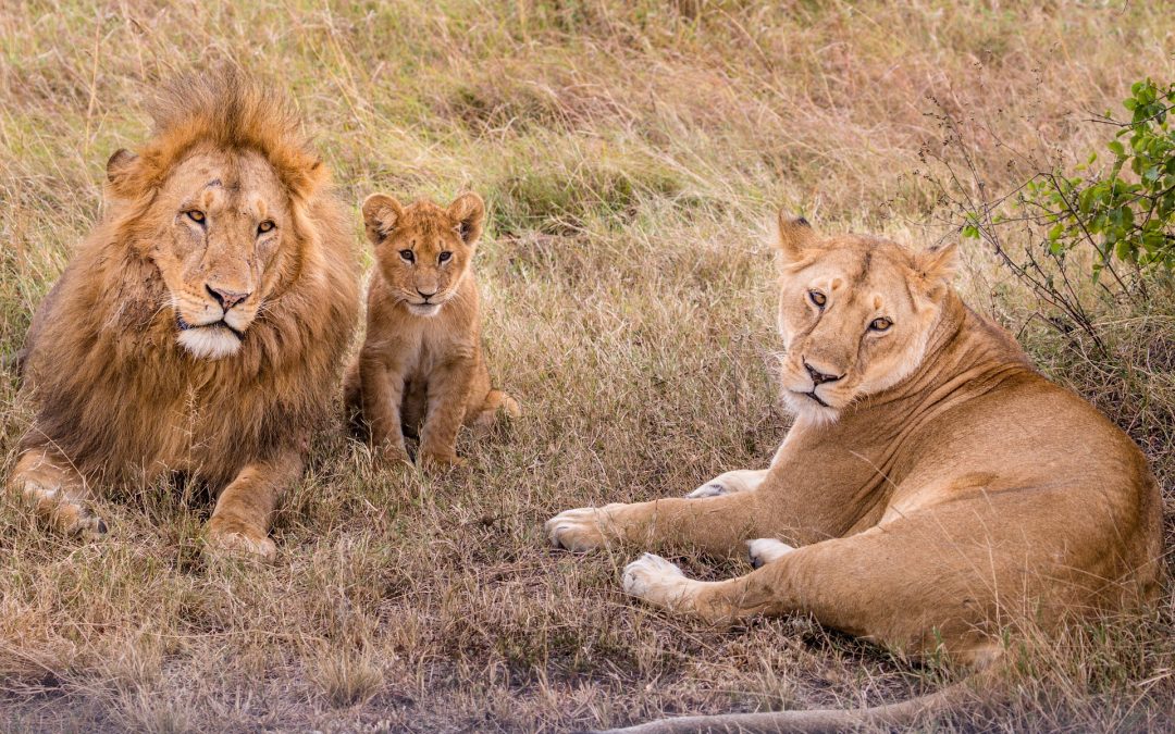 5 Days Tanzania Affordable Safari Holidays