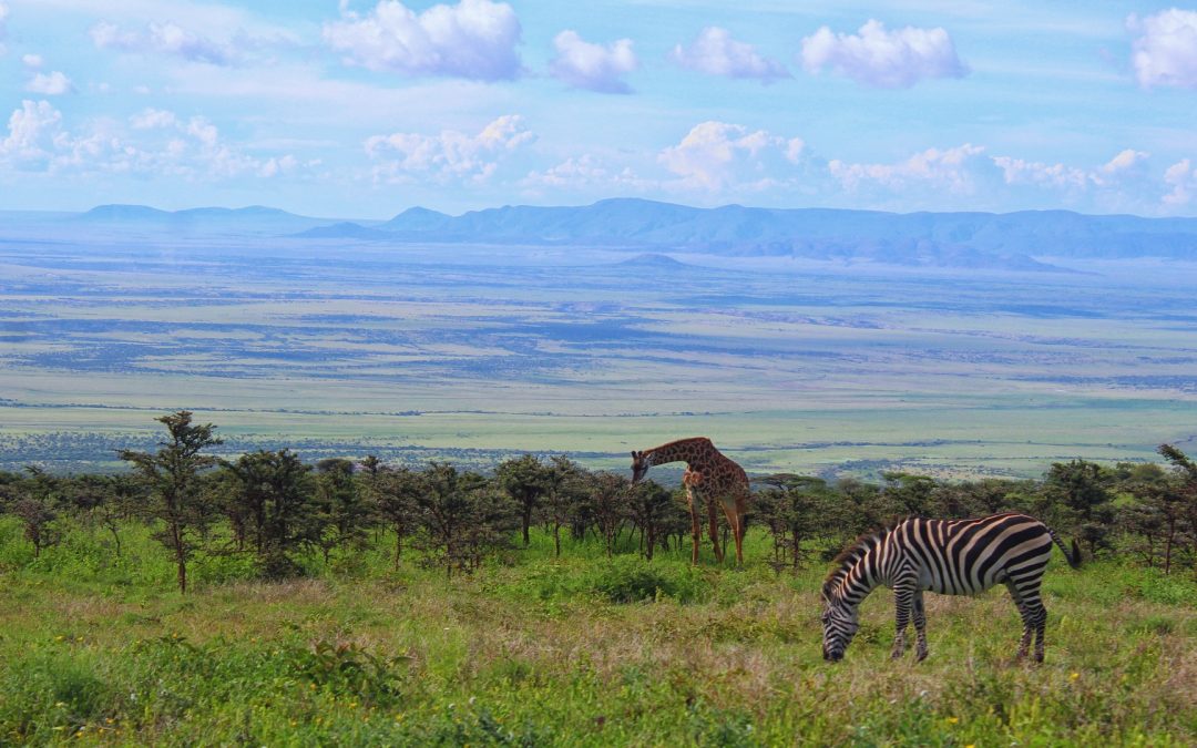Budget Tanzania Safaris