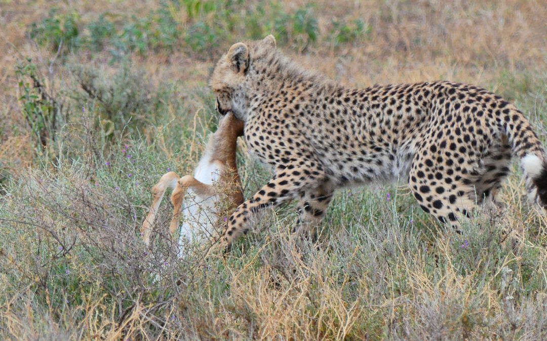 14 Days Safari Tarangire Serengeti Ngorongoro Crater